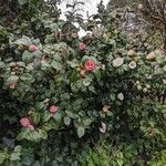 Camellia japonica Habitus