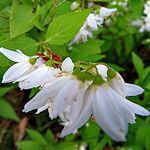 Deutzia gracilis Blüte