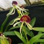 Prosthechea cochleata 花