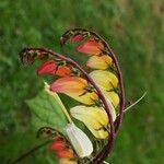 Ipomoea lobata Λουλούδι