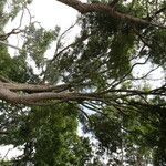 Osodendron altissimum Habit