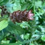 Prunella vulgaris Фрукт