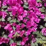 Bougainvillea glabraFlower