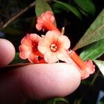 Rhododendron apoanum Flower