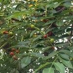 Ekebergia capensis Φρούτο