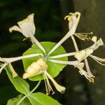 Lonicera caprifolium Blomst