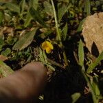 Scorpiurus vermiculatus Flower