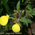 Calceolaria tripartita Flor