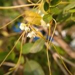 Cuscuta campestrisFlower