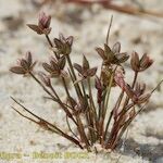 Juncus pygmaeus Frukt