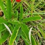 Cyphostemma serpens Leaf