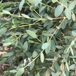 Eucalyptus parvula Folha