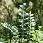 Sophora denudata Hoja