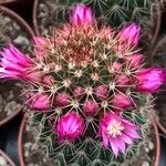 Mammillaria backebergiana Virág