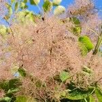 Cotinus coggygria Ffrwyth