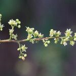 Searsia longipes Flower