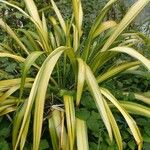 Phormium tenaxList