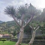 Dracaena draco Folha