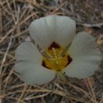 Calochortus leichtlinii Flower