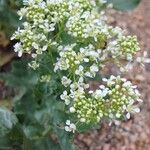 Lepidium draba Flower