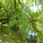 Salix babylonica Hoja