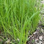 Carex acuta Folla