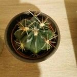 Echinocactus texensis 葉