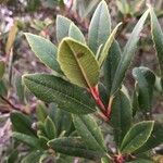 Photinia arbutifolia পাতা