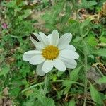 Leucanthemum pallens Fiore