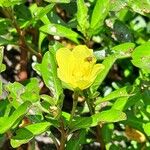 Ludwigia adscendens Blüte