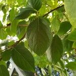 Diospyros kaki Leaf