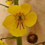Verbascum brevipedicellatum Květ