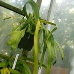 Ophioglossum pendulum Συνήθη χαρακτηριστικά