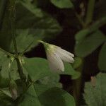 Oxalis trilliifolia Flower