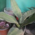 Sansevieria hyacinthoidesᱥᱟᱠᱟᱢ