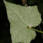 Pavonia cancellata Blad