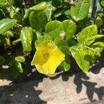 Allamanda catharticaFlower