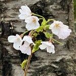 Prunus × yedoensis Virág