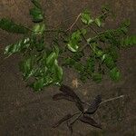 Erythrophleum ivorense Leaf