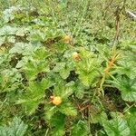 Rubus chamaemorus Плід