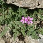 Erodium cicutarium Хабит