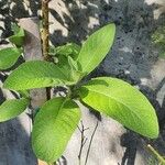Blumea balsamifera Liść