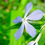 Phlox divaricata Kukka