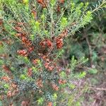 Erica erigena Folha