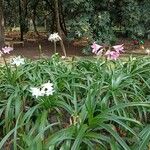 Crinum × powellii অভ্যাস