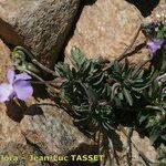 Viola crassiuscula Habit