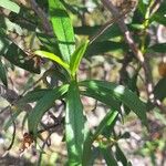 Cistus ladanifer পাতা