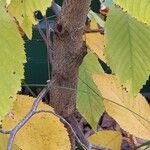Ostrya virginiana Bark