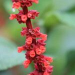 Salvia confertiflora Flower