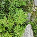 Girardinia diversifolia Blatt